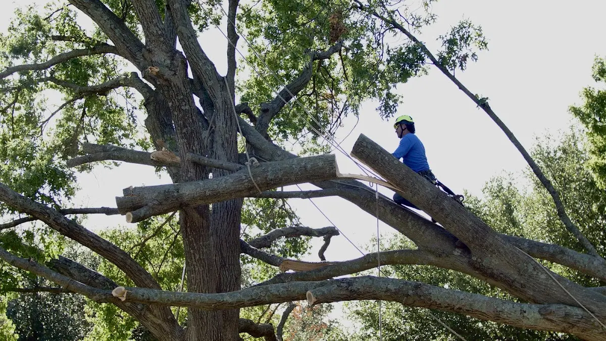 Professional Crown Thinning performed by certified arborists in Hudson